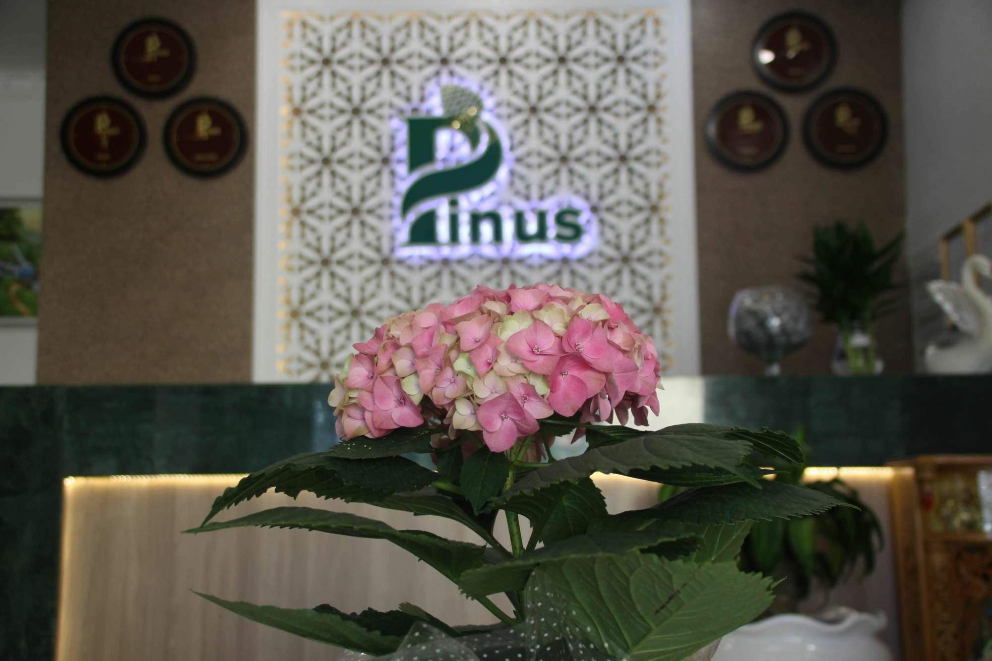 Pinus Hotel Далат Екстер'єр фото
